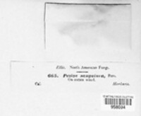 Patinellaria sanguinea image